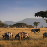 How much does it cost to go to the Serengeti safari?