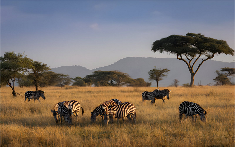 the Serengeti safari